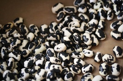 vaquero bean